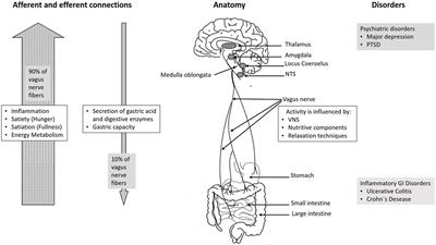 Vagus Nerve as Modulator of the Brain–Gut Axis in Psychiatric and Inflammatory Disorders